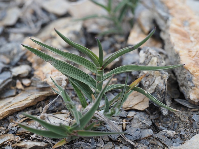 Trisetum distichophyllum photo 7