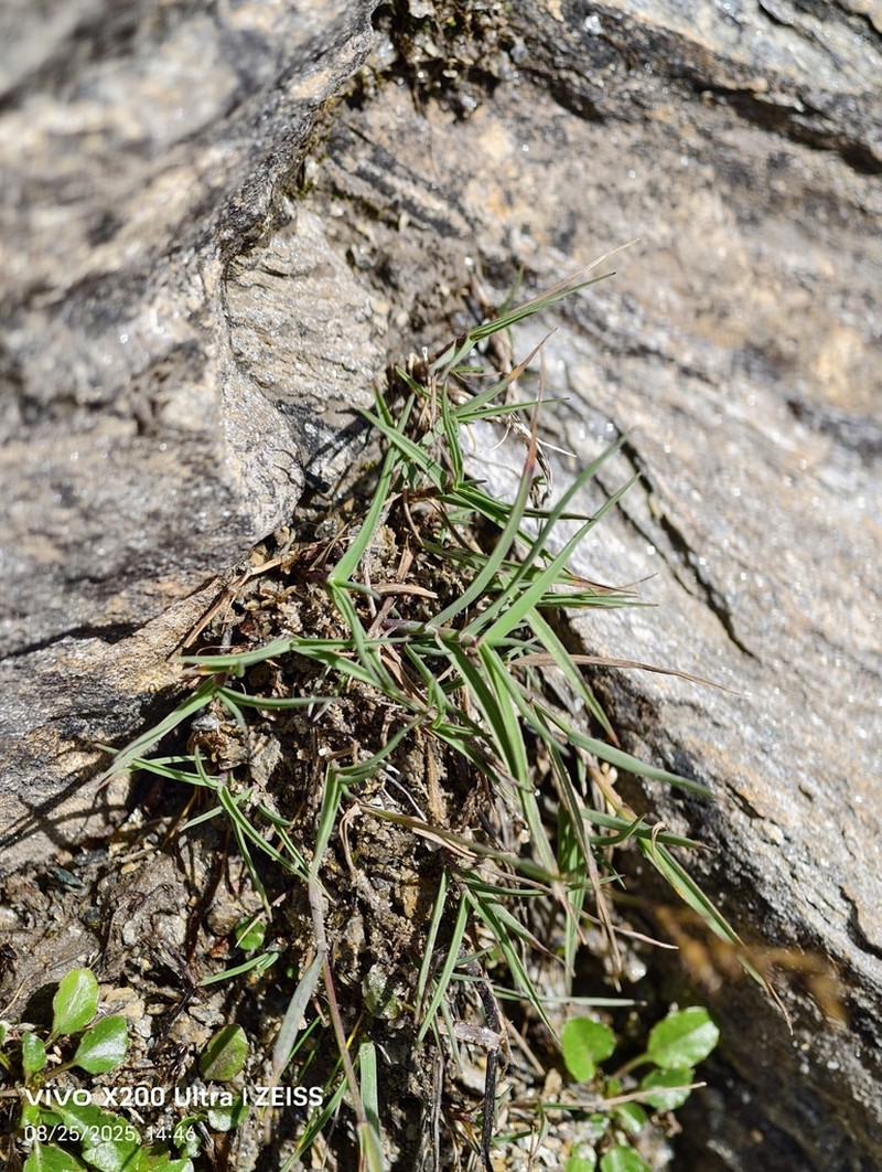 Trisetum distichophyllum photo 8