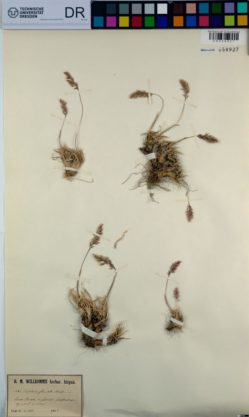 Acrospelion glaciale photo 3