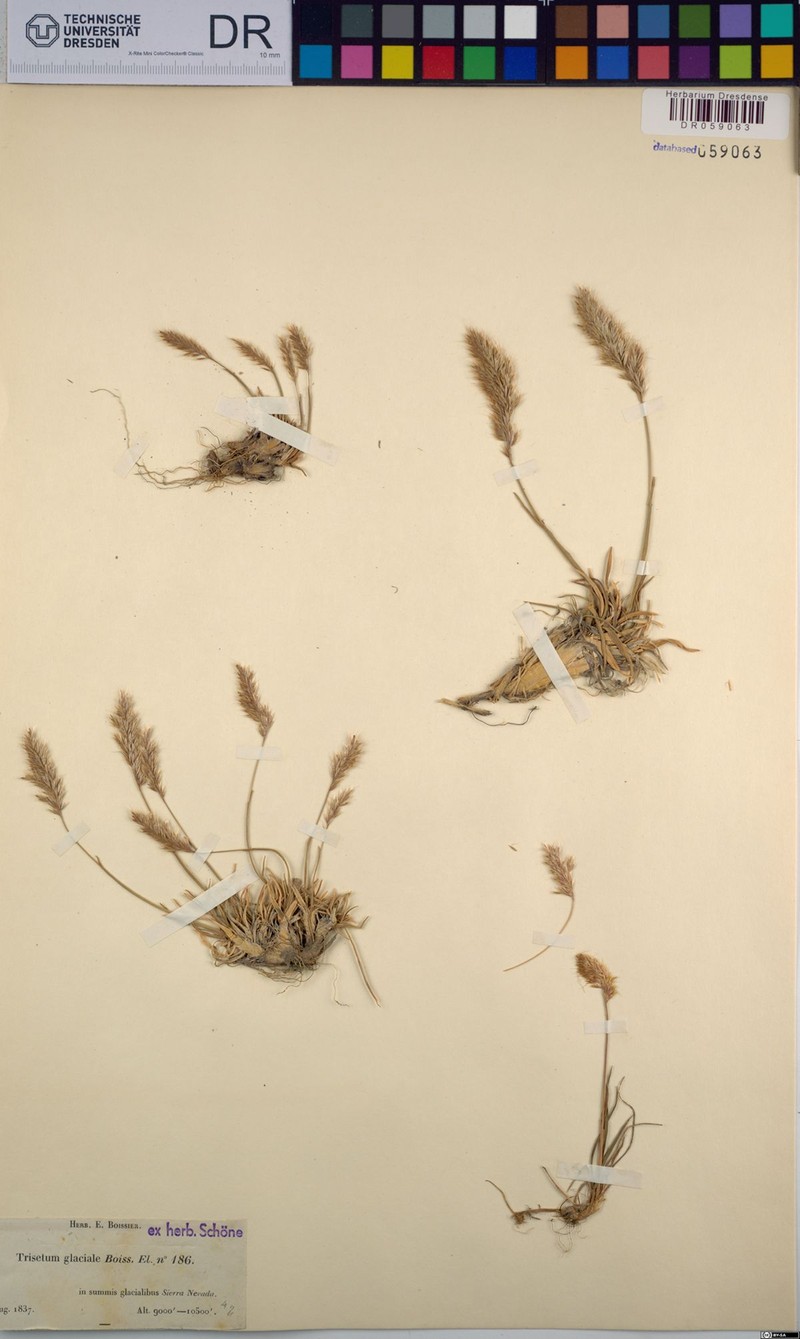 Acrospelion glaciale photo 4