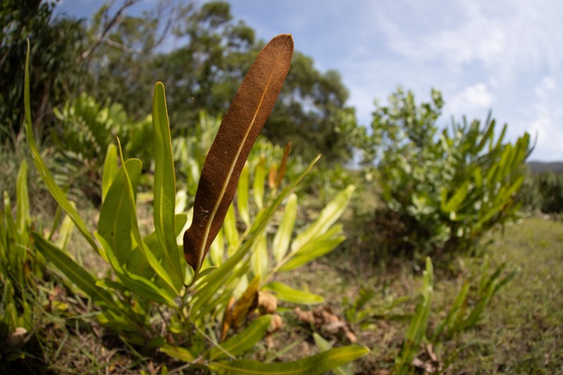 Golden Leatherfern photo 2