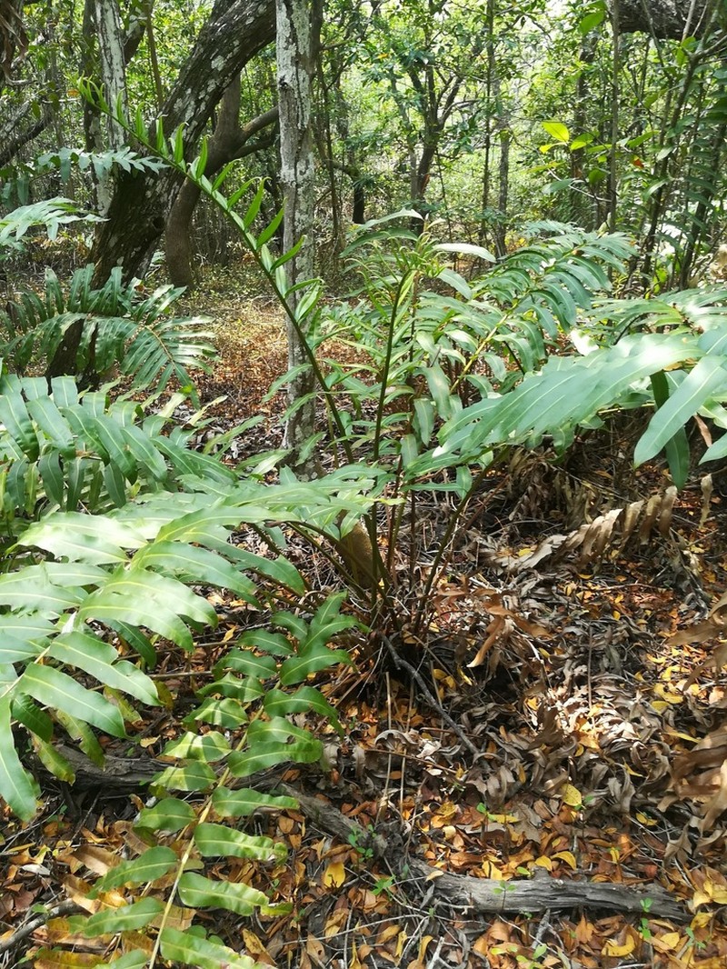 Golden Leatherfern photo 3
