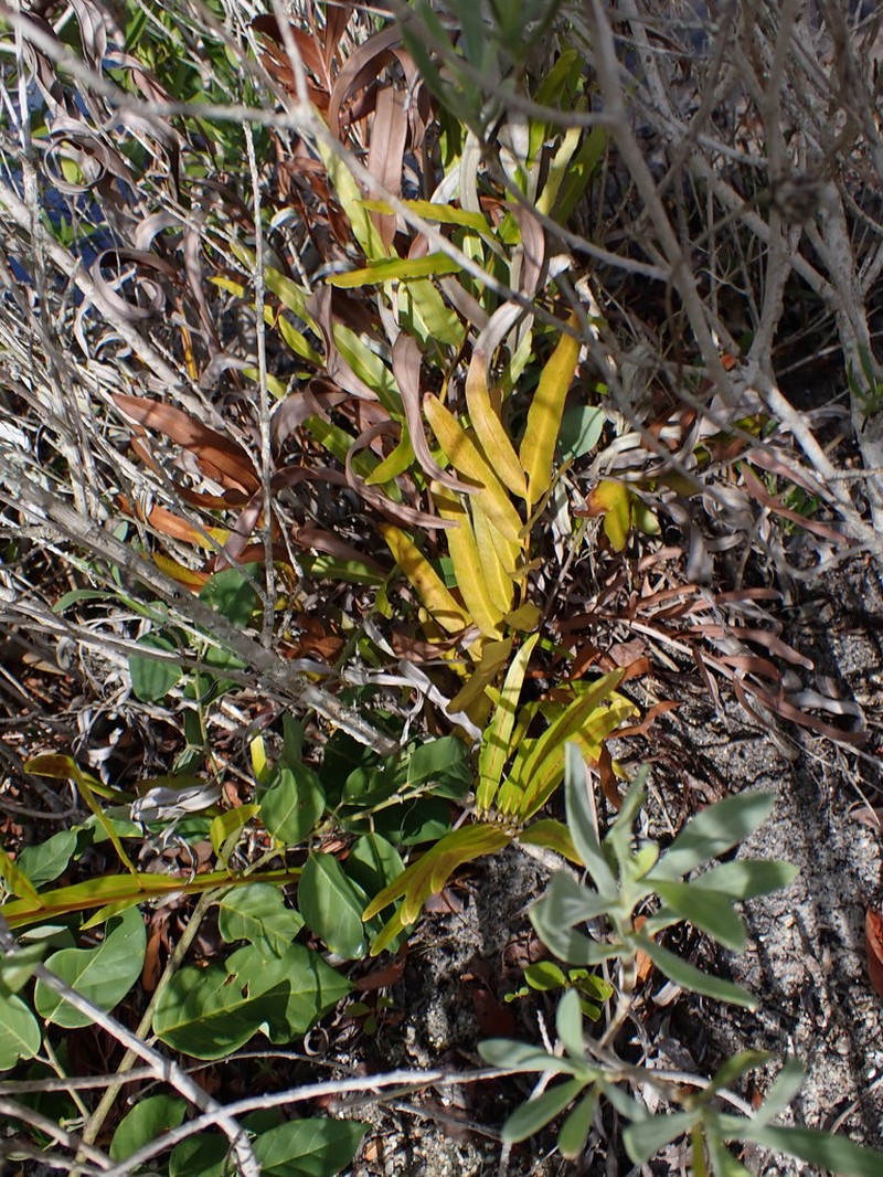 Golden Leatherfern photo 5