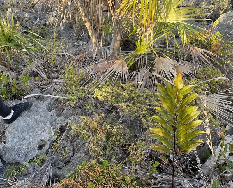 Golden Leatherfern photo 8