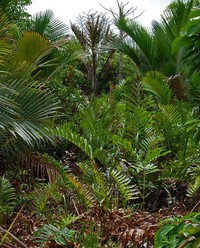 Golden Leatherfern