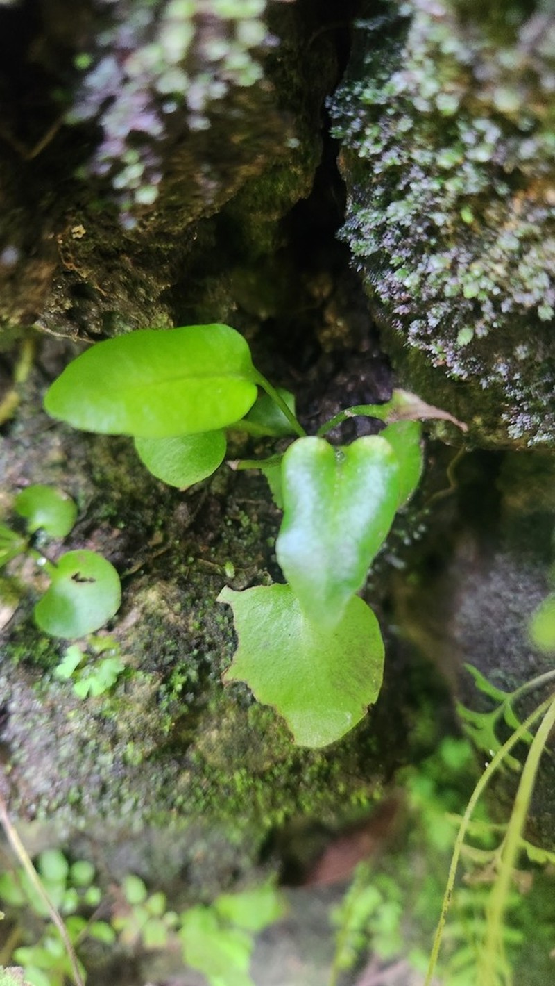 Inland Leatherfern photo 3