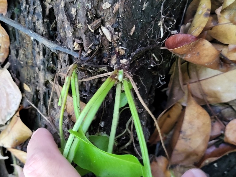 Inland Leatherfern photo 4