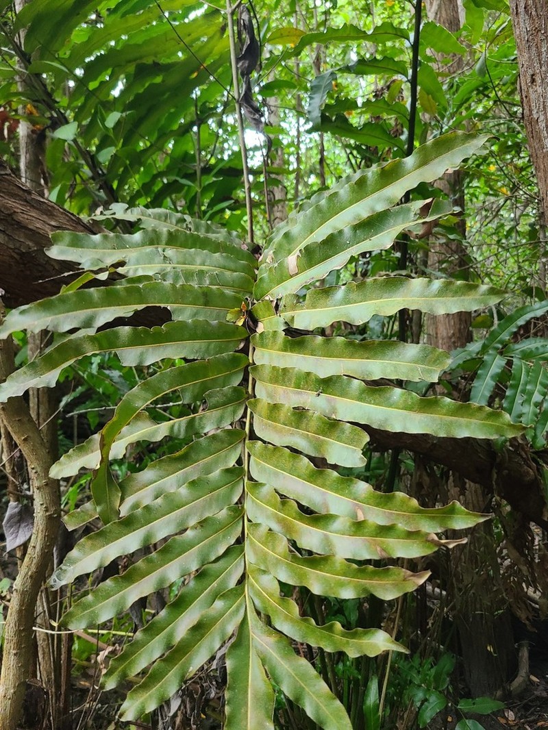 Inland Leatherfern photo 5