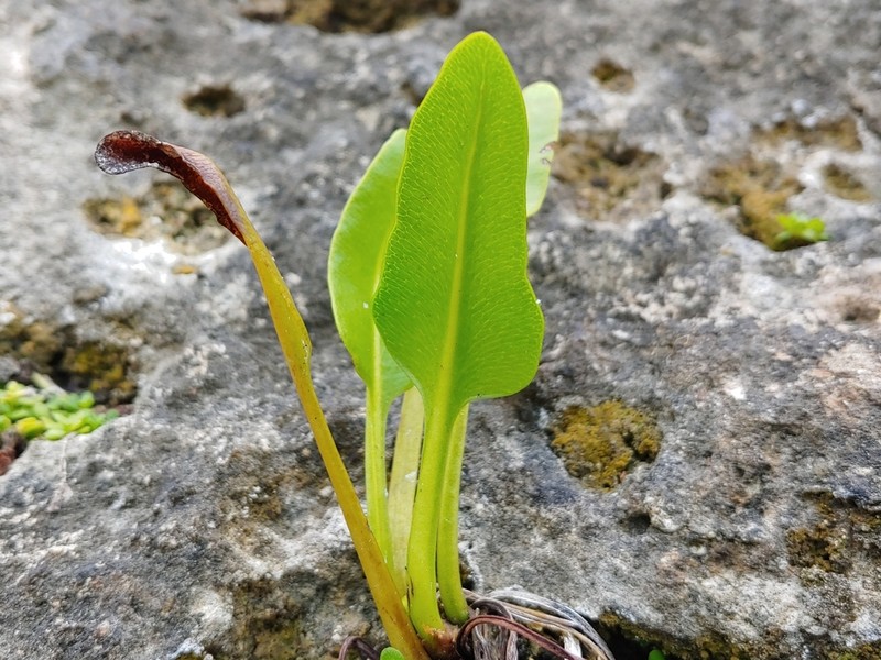 Inland Leatherfern photo 6