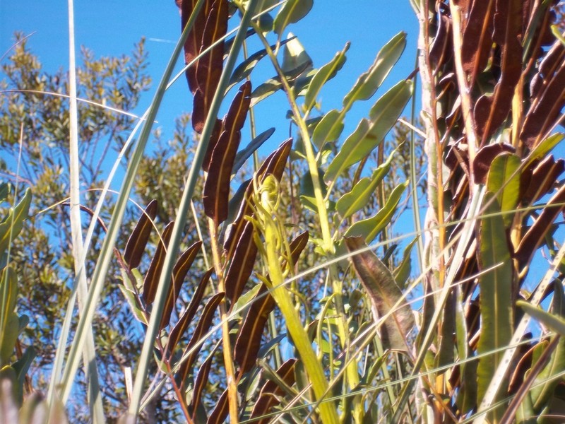 Inland Leatherfern photo 8