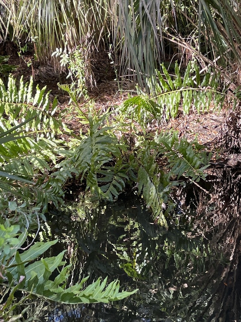 Inland Leatherfern photo 9