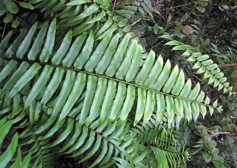 Inland Leatherfern