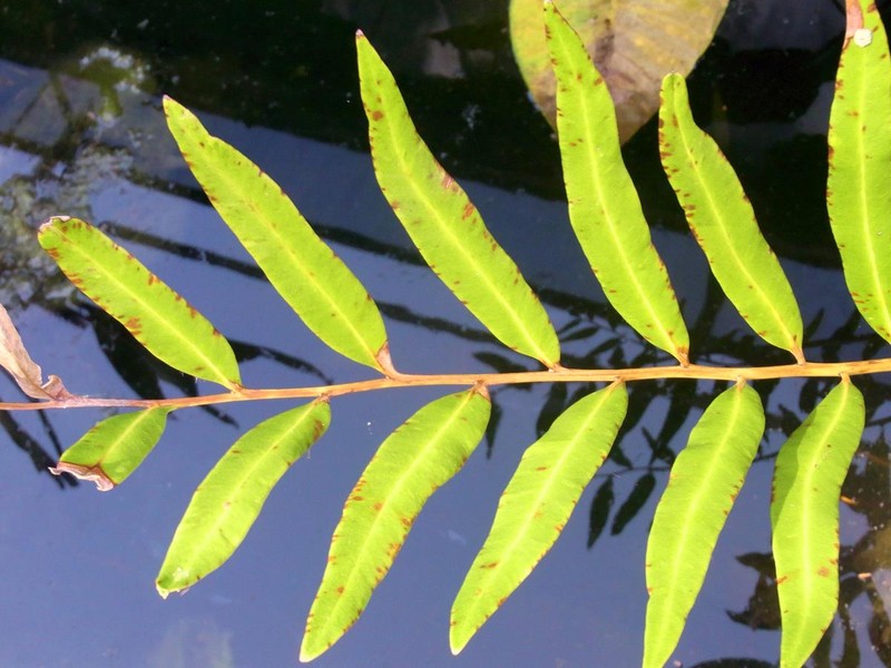Acrostichum speciosum