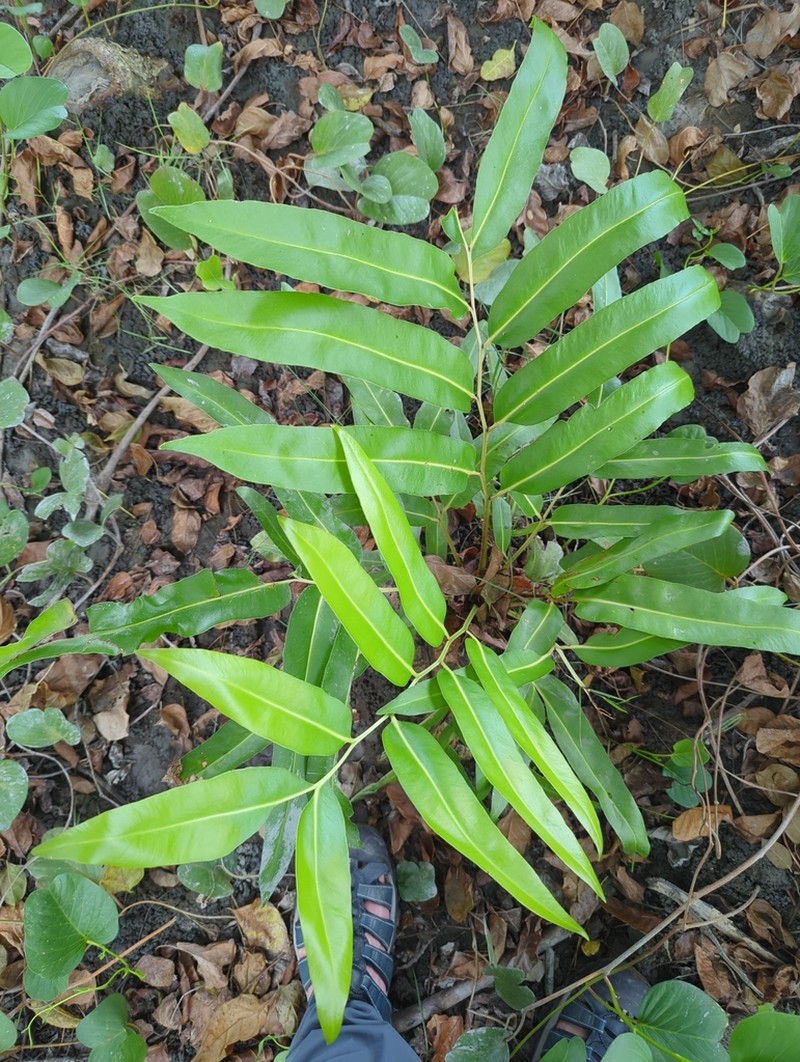 Acrostichum speciosum photo 2