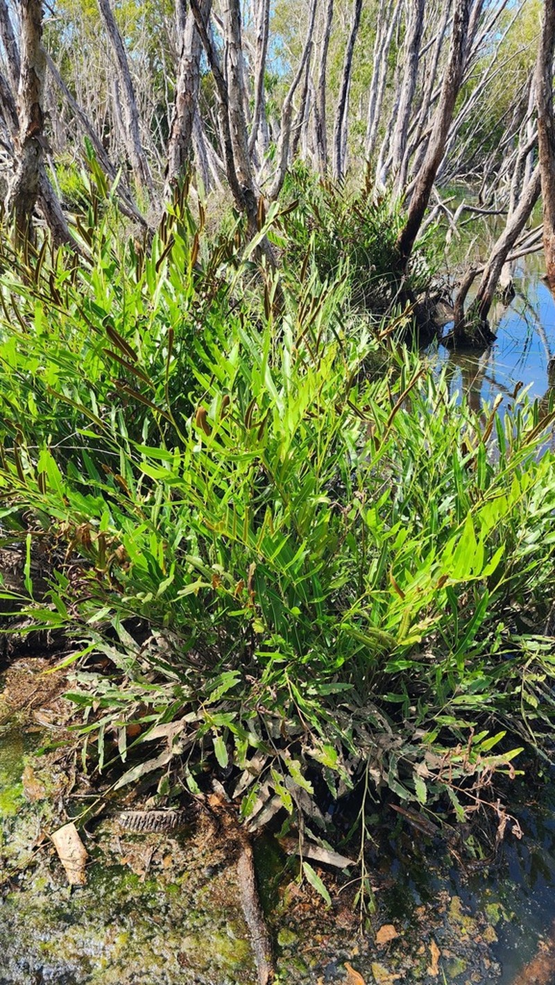 Acrostichum speciosum photo 4