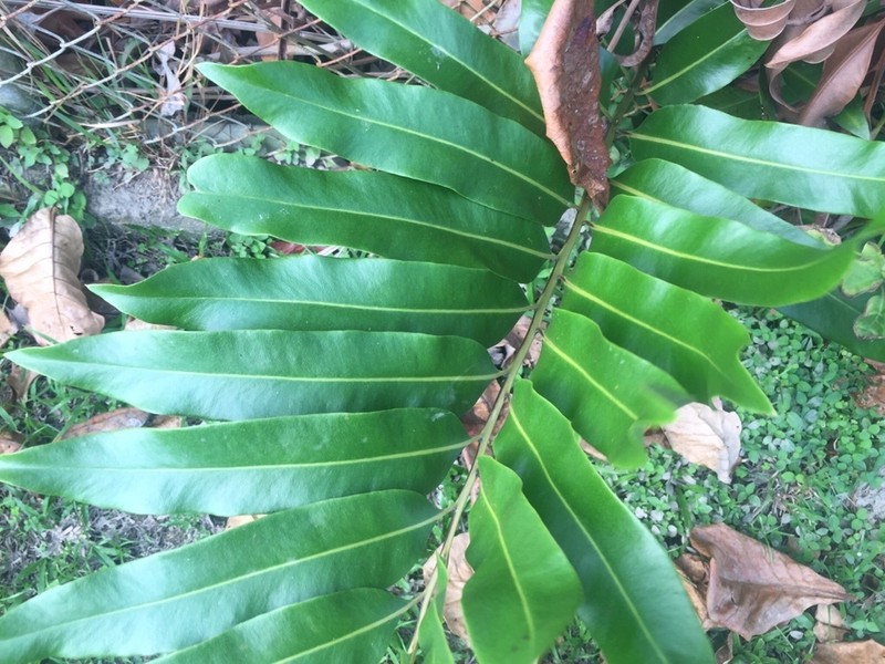 Acrostichum speciosum photo 5