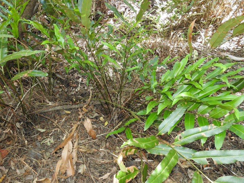 Acrostichum speciosum photo 6
