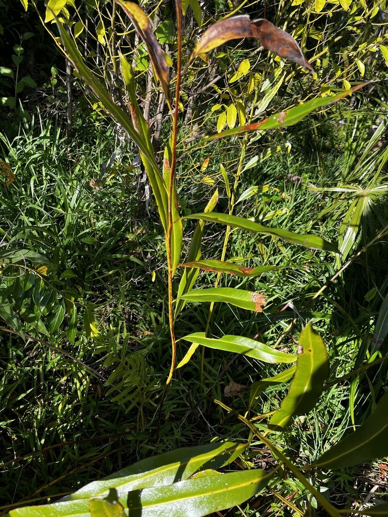 Acrostichum speciosum photo 7