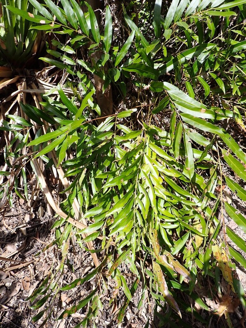 Acrostichum speciosum photo 8