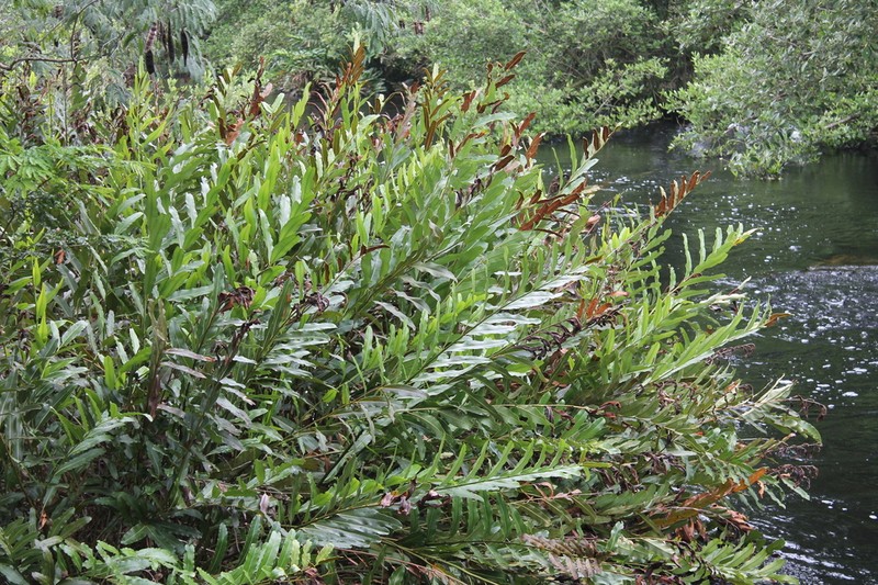 Acrostichum urvillei photo 3