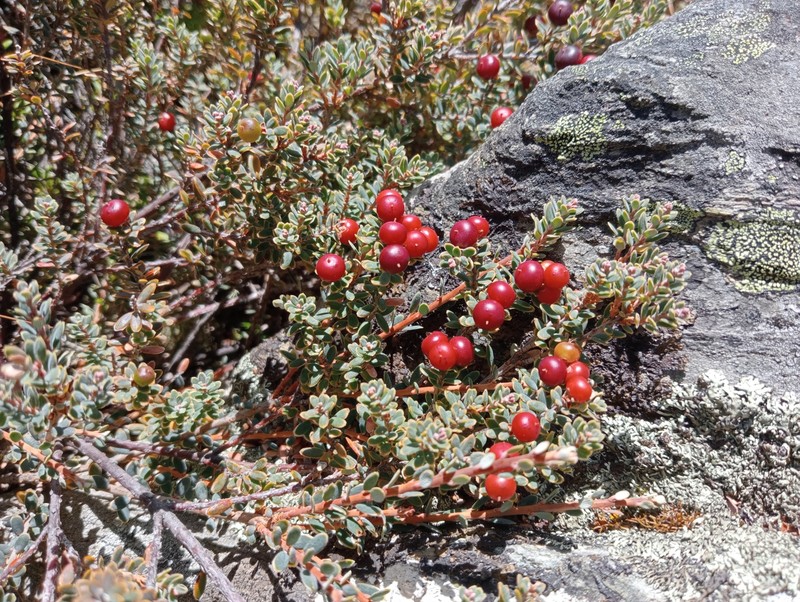 Acrothamnus colensoi