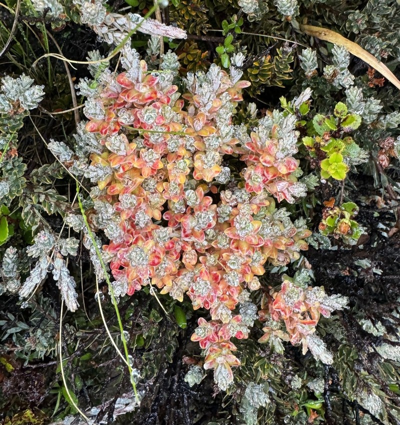 Acrothamnus colensoi photo 3