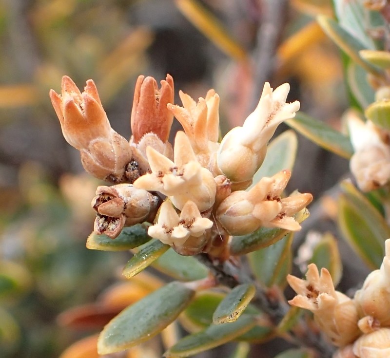Acrothamnus colensoi photo 4