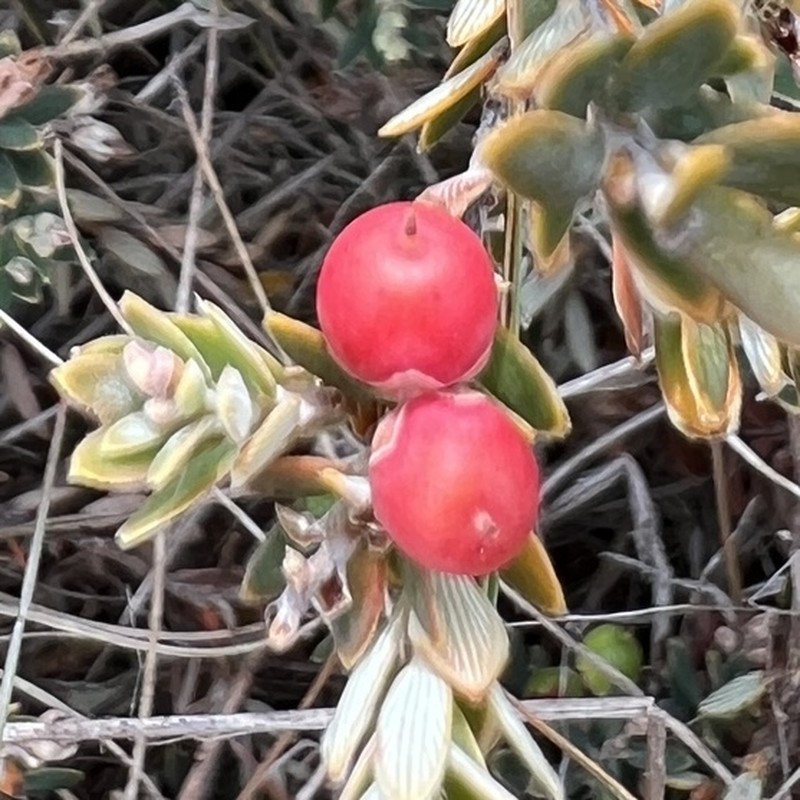 Acrothamnus colensoi photo 5