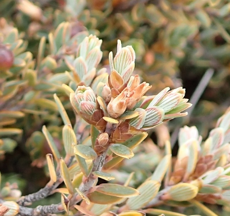 Acrothamnus colensoi photo 6