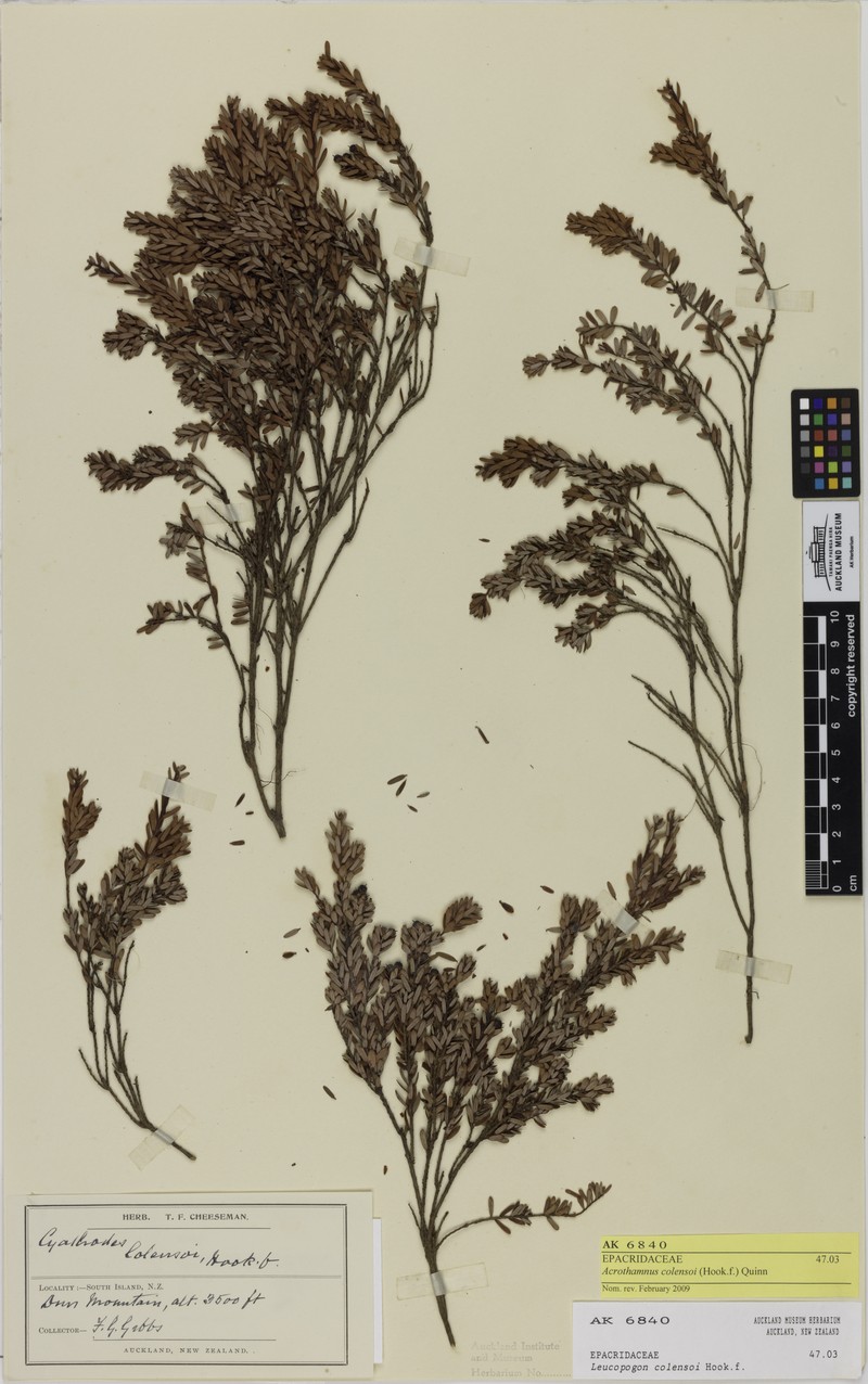 Acrothamnus colensoi photo 7