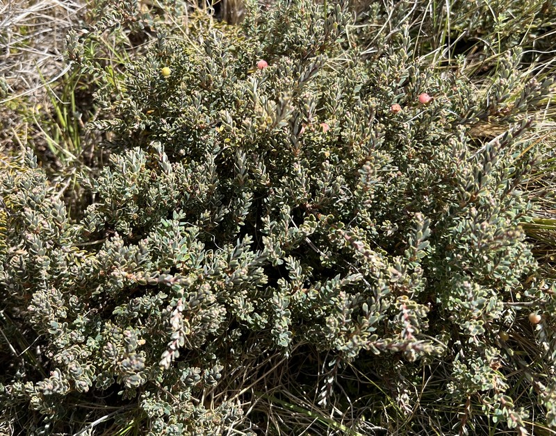 Acrothamnus colensoi photo 8