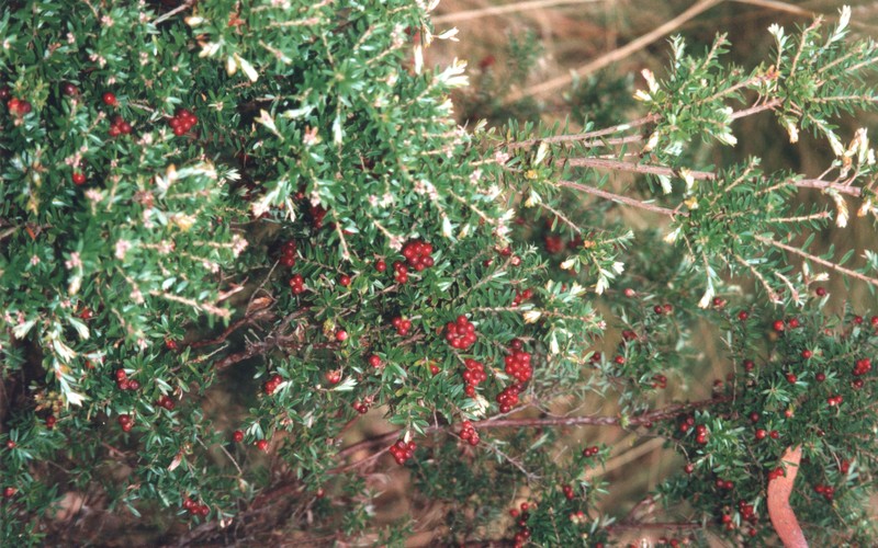 Acrothamnus hookeri