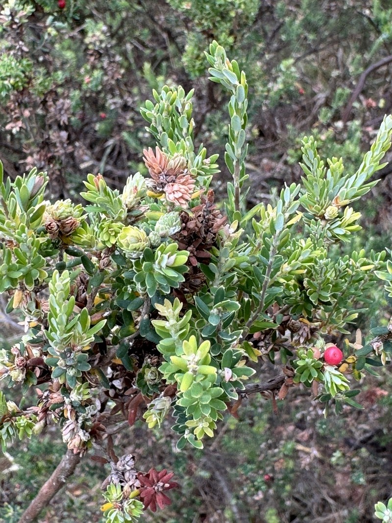 Acrothamnus hookeri photo 2