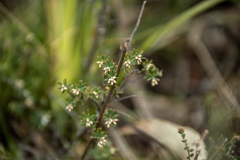 Acrothamnus hookeri photo 3