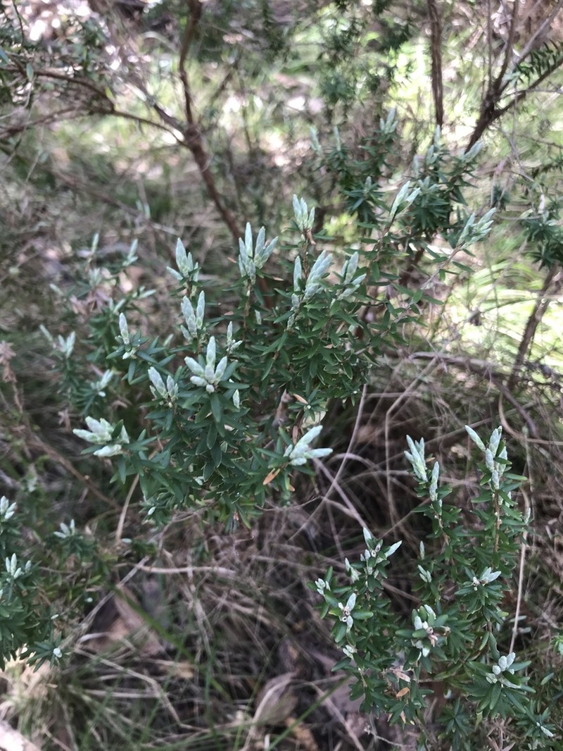 Acrothamnus hookeri photo 4