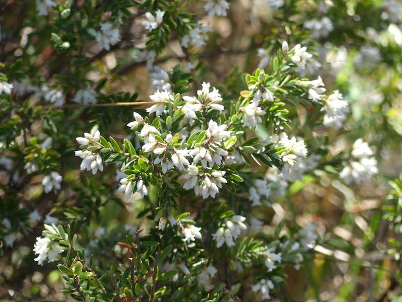 Acrothamnus hookeri photo 5