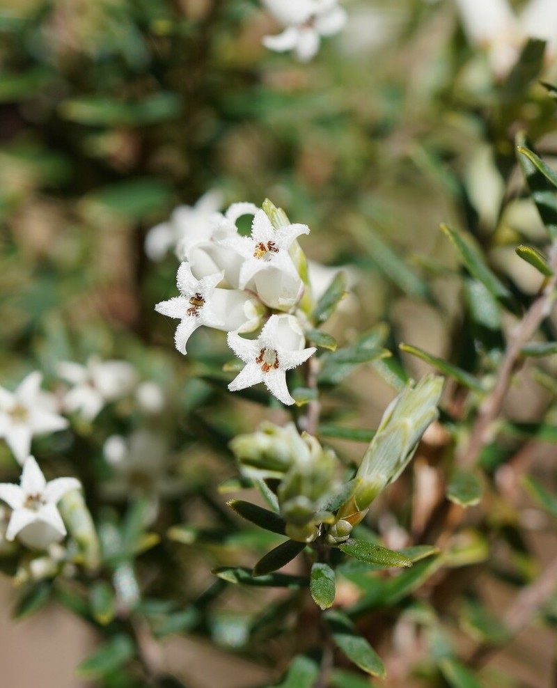 Acrothamnus hookeri photo 6