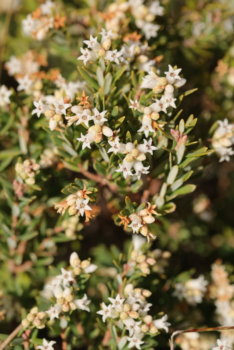 Acrothamnus hookeri photo 7