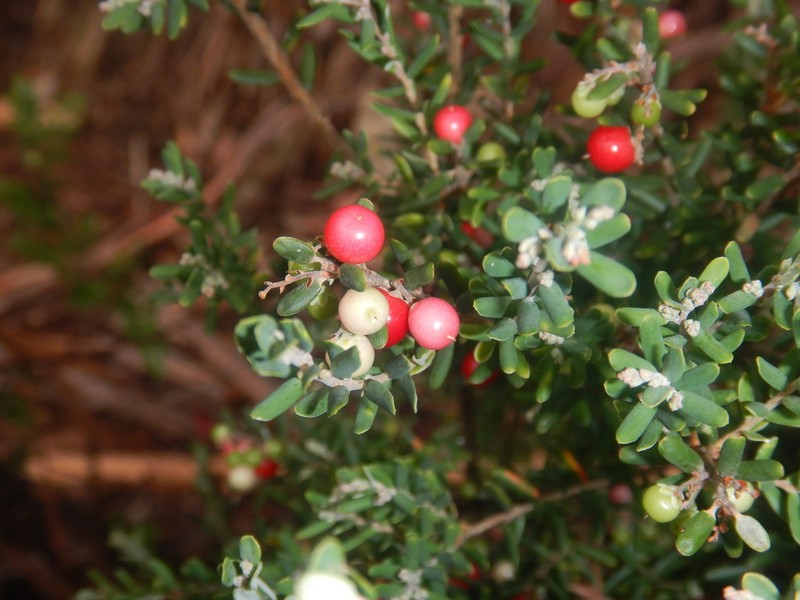 Acrothamnus hookeri photo 8