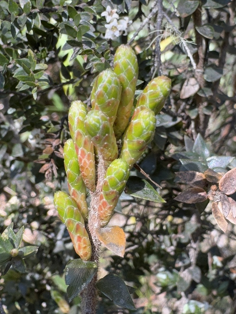 Acrothamnus maccraei photo 2