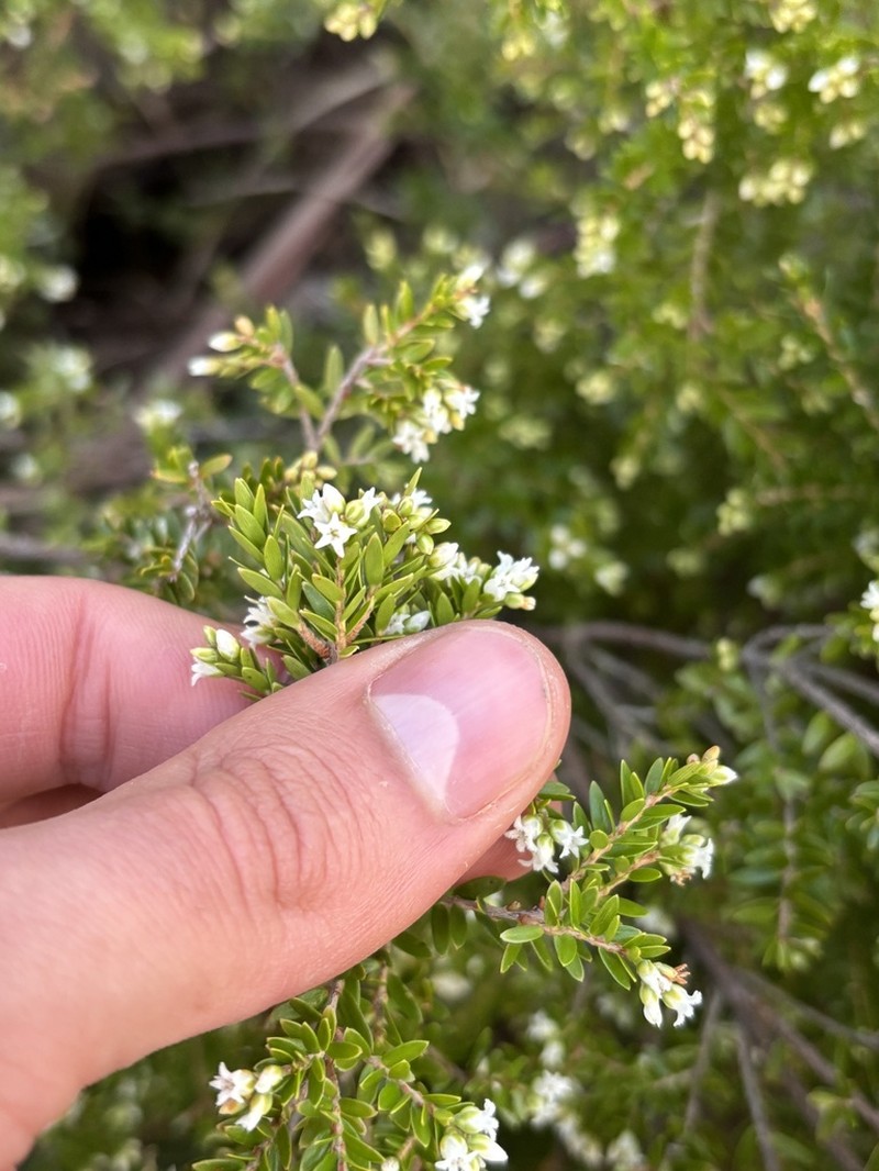 Acrothamnus maccraei photo 3