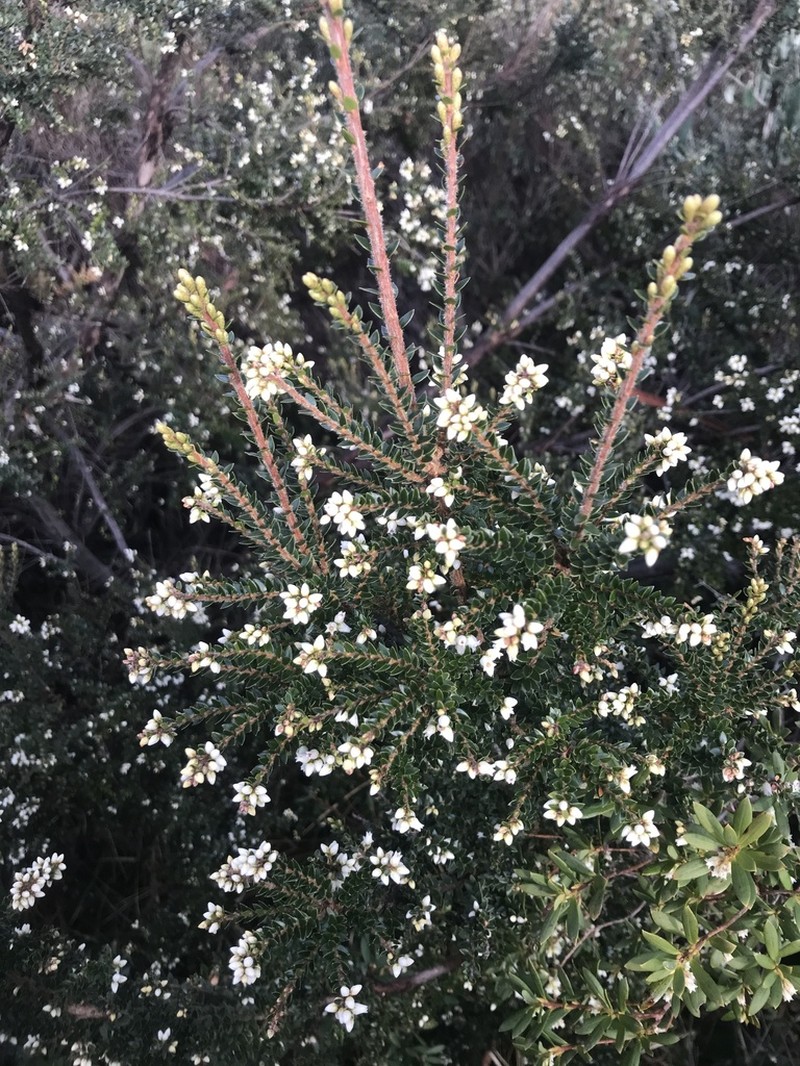 Acrothamnus maccraei photo 4