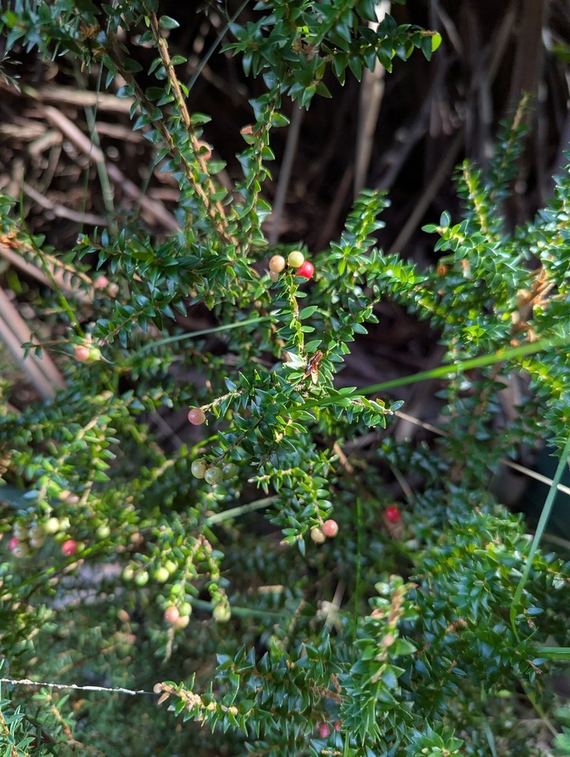 Acrothamnus maccraei photo 5