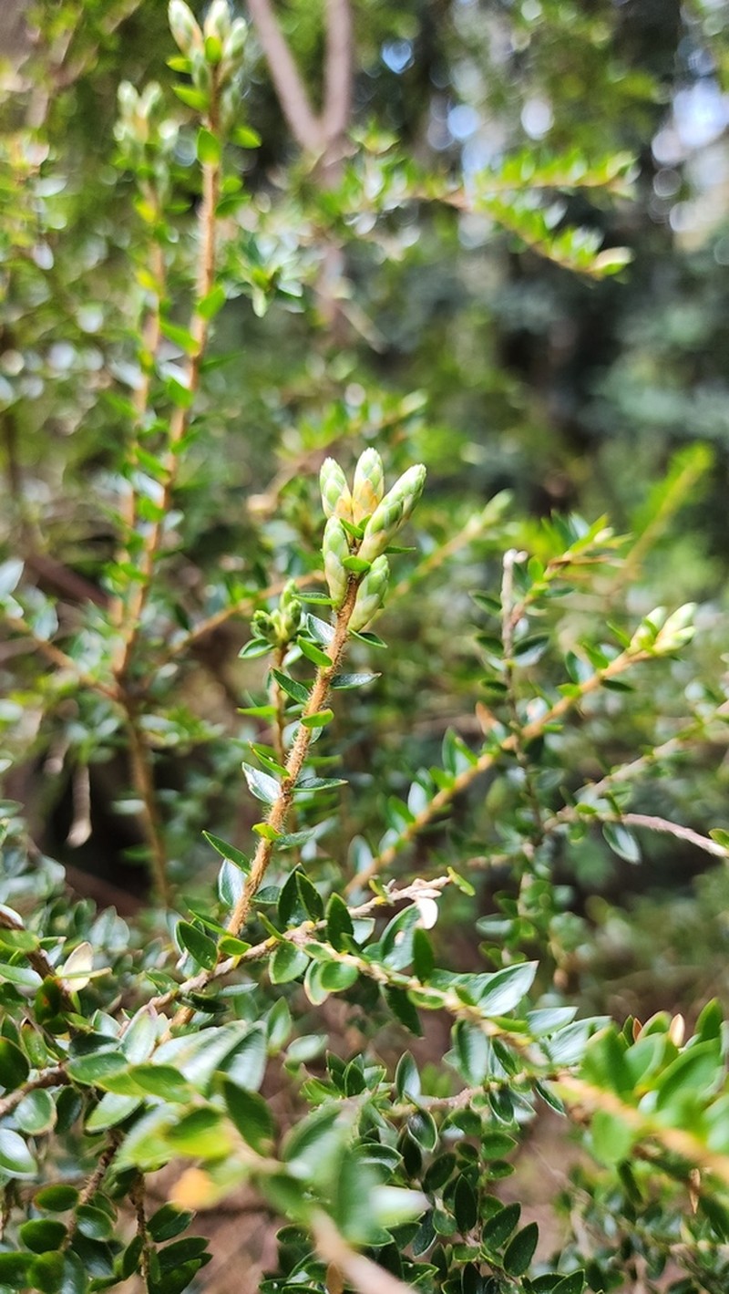 Acrothamnus maccraei photo 6