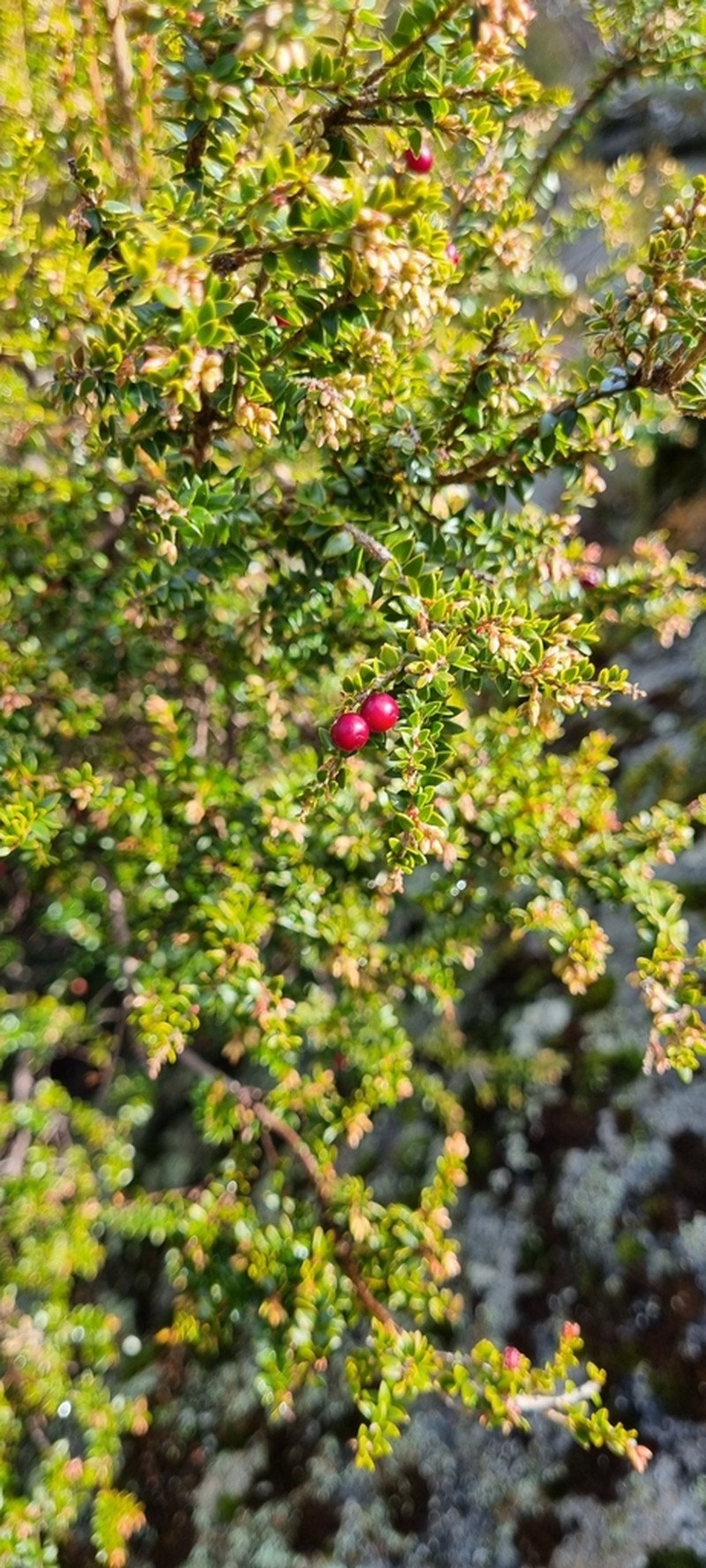 Acrothamnus maccraei photo 7