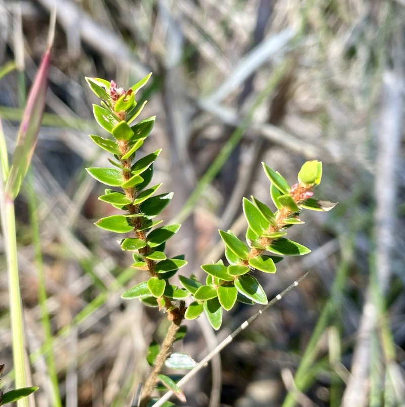 Acrothamnus maccraei photo 8