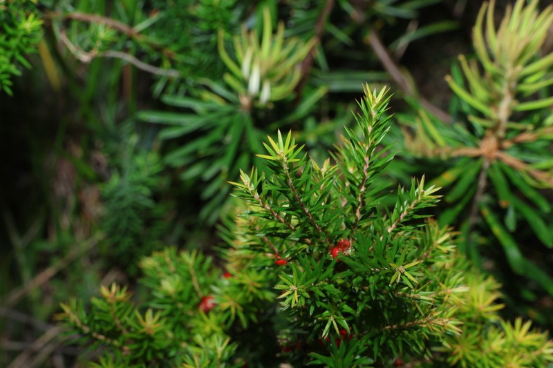 Acrothamnus melaleucoides