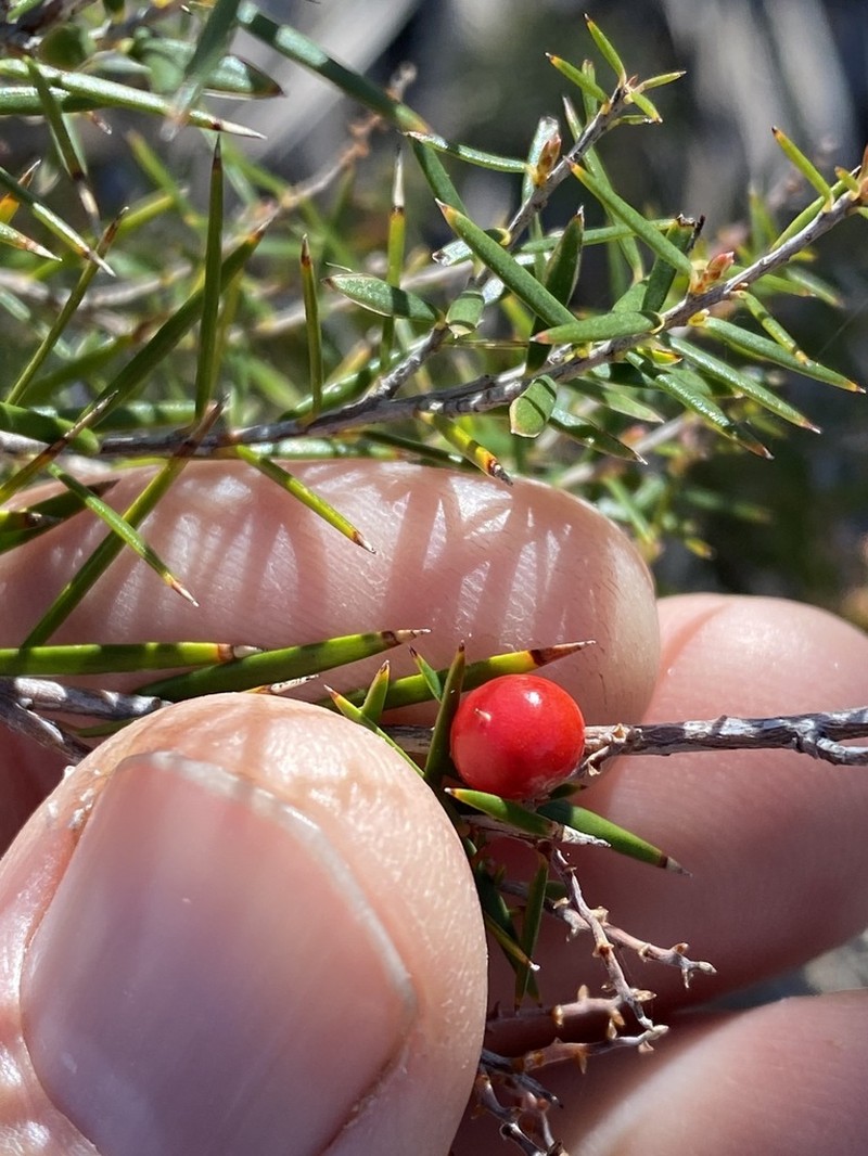Acrothamnus melaleucoides photo 2