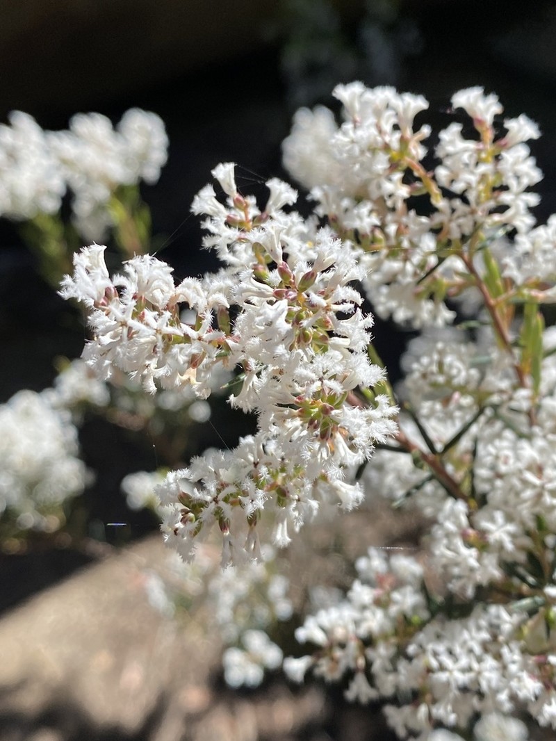 Acrothamnus melaleucoides photo 3