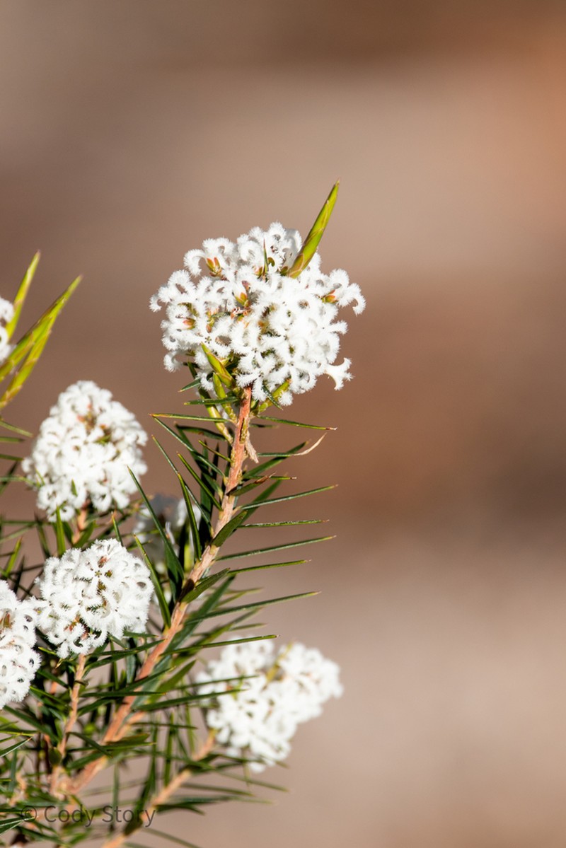 Acrothamnus melaleucoides photo 4